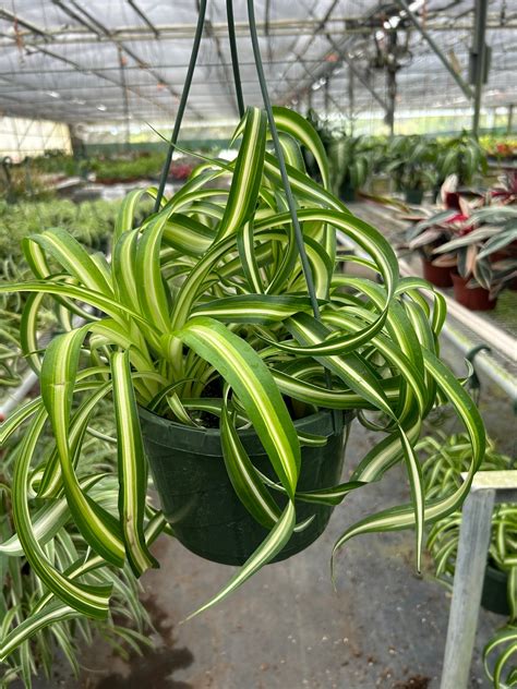 Spider Plant 'Bonnie' – Holly Days Nursery