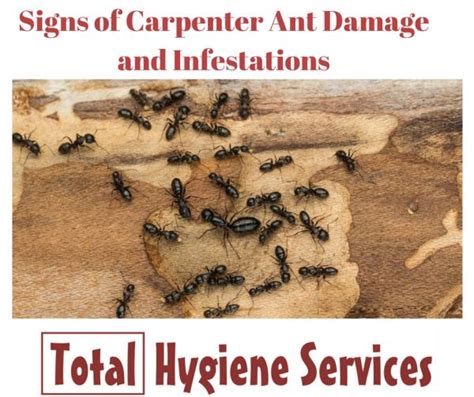 Carpenter Ant Infestation Signs Of Carpenter Total Hygiene Services