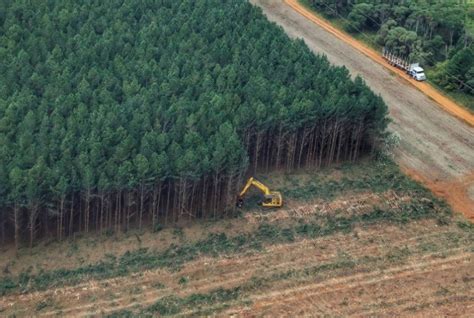 Florestas Plantadas Paran Lidera A Produ O Nacional De Lenha E