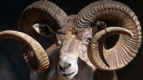 Sheep With Large Horns In Black Background