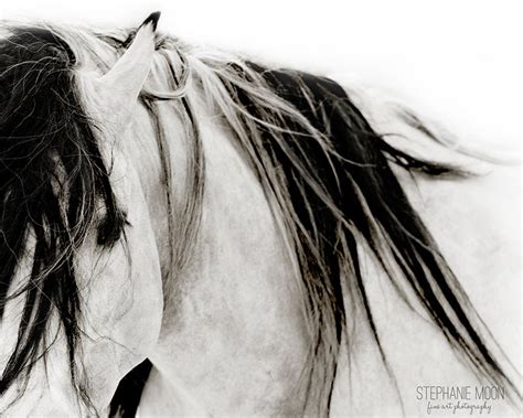 Horse Photography, Black and White Horse Photography, Fine Art Equine ...