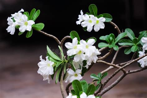 White Desert Rose Flowers or Adenium Blooming on Branch Nature Garden ...