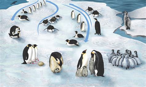 Emperor penguin life cycle – How It Works