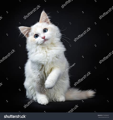 Fluffy Black And White Kittens