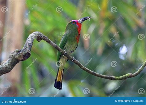 Red Bearded Bee Eater Nyctyornis Amictus Birds Eating Insect Stock