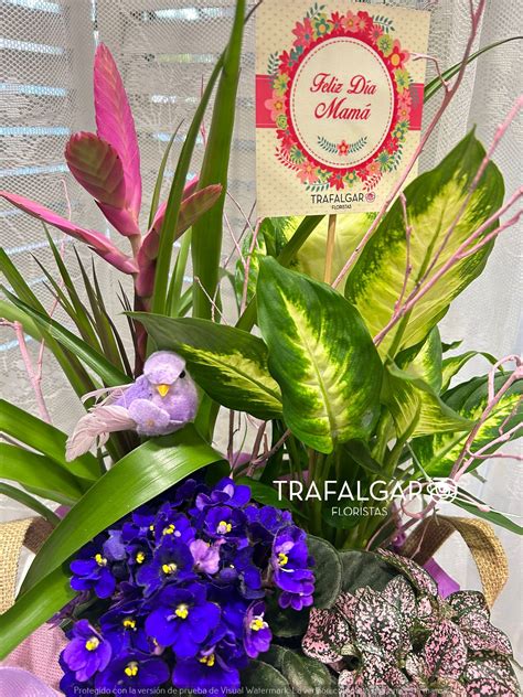 Cesto Plantas Lavanda Floristeria Trafalgar