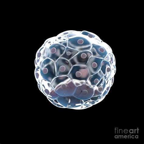 Human Blastocyst 1 By Sebastian Kaulitzki Science Photo Library