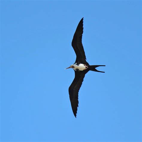 Hawaiʻi Birding Trails | great frigatebird