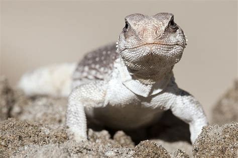 Northern Desert Iguana Dipsosaurus Dorsalis Dorsalis By Cocoim Via