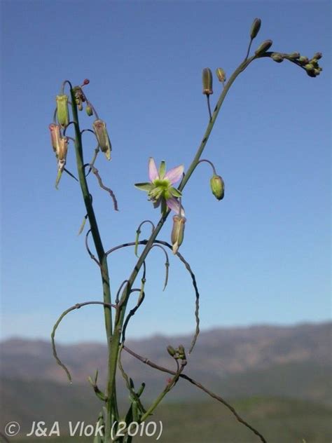 African Plants A Photo Guide Heliophila Cornuta Sond