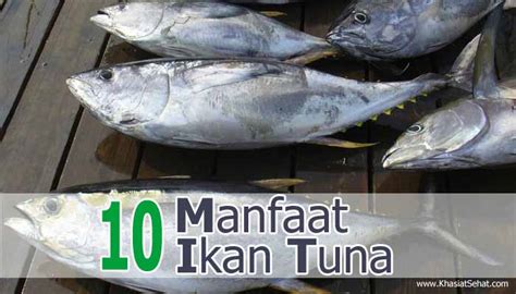 10 Manfaat Ikan Tuna Bagi Kesehatan And Efek Sampingnya Khasiat Sehat