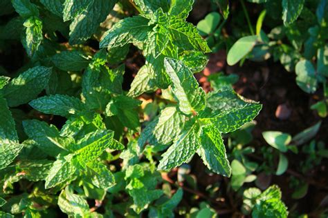 Mint Leaves Free Stock Photo - Public Domain Pictures