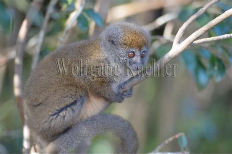 10068279 Eastern Grey Bamboo Lemur Hapalemur Griseus On Flickr