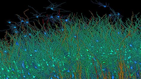 Groundbreaking Images Reveal The Human Brain At Nanoscale Resolution