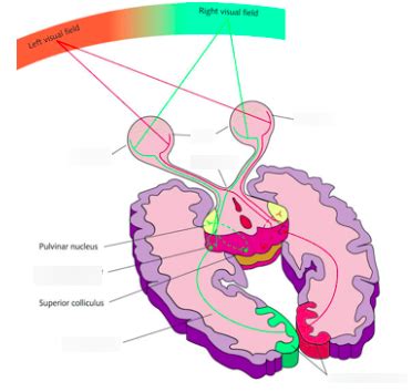 Diagram of From Eye to Brain Diagram | Quizlet