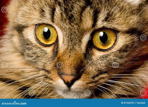 Funny looking cats face stock photo. Image of beautiful - 8133070