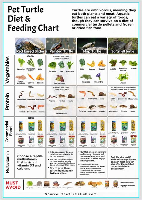 Greens To Proteins: A Guide To Feeding Red-Eared Sliders – The Turtle Hub