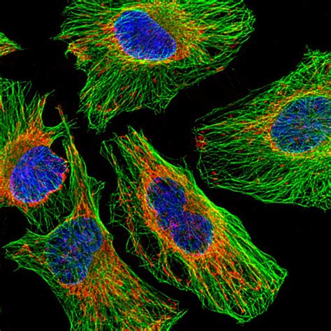 Multiphoton Confocal Microscope Zeiss 710 | Carl R. Woese Institute for ...