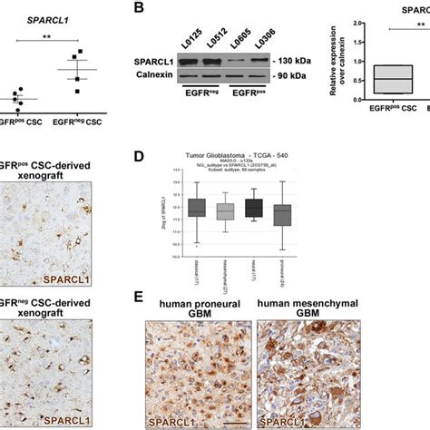 Sparcl1 Induced Neoangiogenesis Is Not Primarily Mediated By Microglia Download Scientific