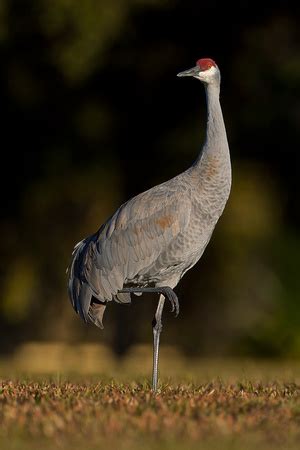 Scott Evers Photography Egrets Herons Pelicans And Other Water