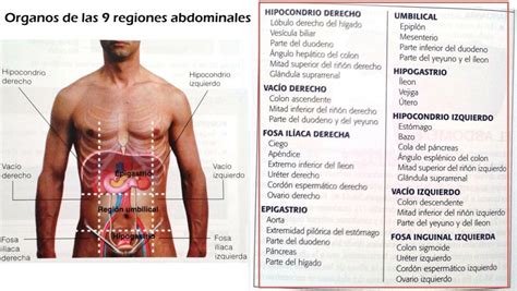 9 Regiones Abdominales Anatomia Del Torax Anatomia Y Fisiologia