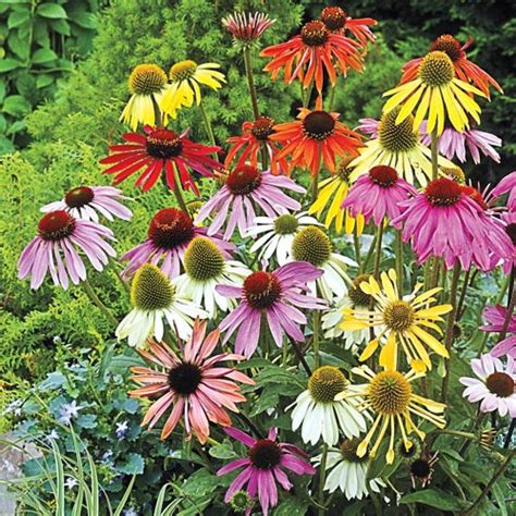 Pollinator Friendly Perennials Echinacea Coneflower Mixed