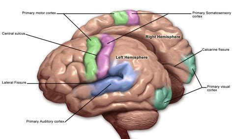 Primary Somatosensory Cortex Structure Functions Clinical Significance