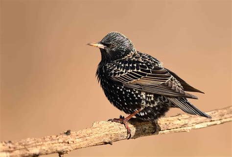 Blackbirds In New York The 10 Stunning Species You Might See