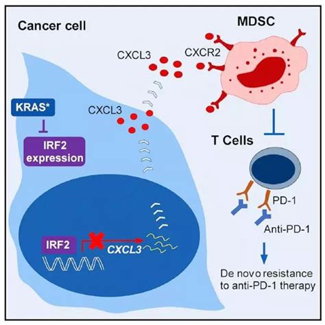 或可破除结直肠癌肿瘤免疫治疗的瓶颈——kras突变促进免疫抑制新机制 X Mol资讯