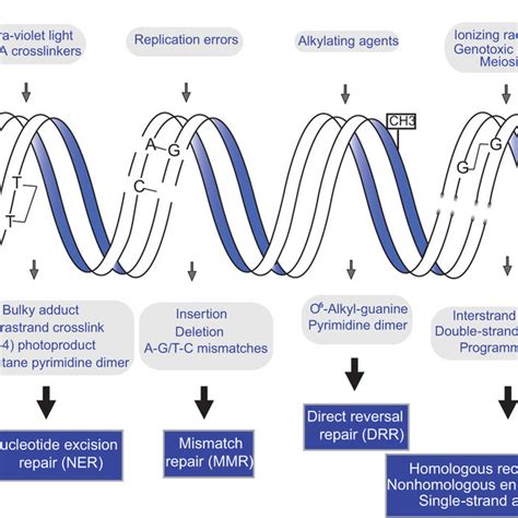 Global Genome Ner A And Transcription Coupled Ner B These Two