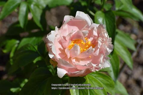 Peony (Paeonia 'Pastelorama') in the Peonies Database - Garden.org