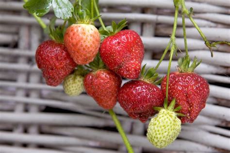 The Best Strawberries To Grow Bbc Gardeners World Magazine