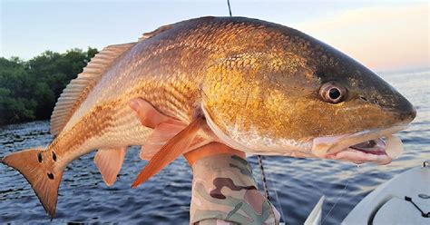 How To Sight Fish For Snook Trout Redfish Like A Pro Red Fish