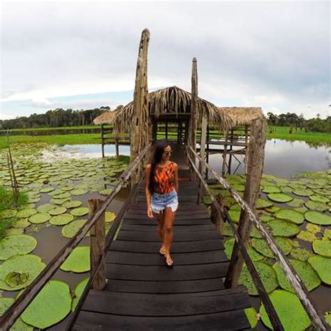 Boto Da Amaz Nia Safari Amaz Nico Em Manaus Nado Botos Aldeia