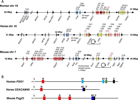 Syntenic Relationship Of The CEACAM PSG Gene Loci And Exon Composition