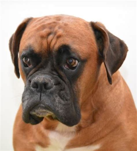 boxer dog breed - Dogs Health Problems