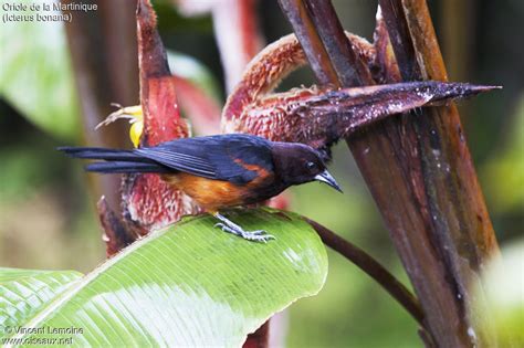 Martinique Oriole Pictures Page 1