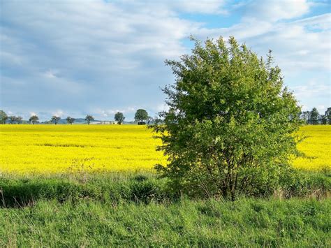 Free fotobanka strom Příroda les pole hospodařit louka prérie