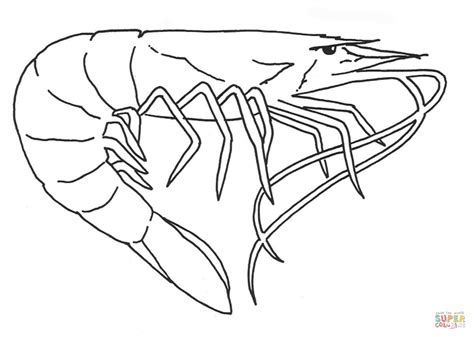 Shrimp Coloring Page Free Printable Coloring Pages