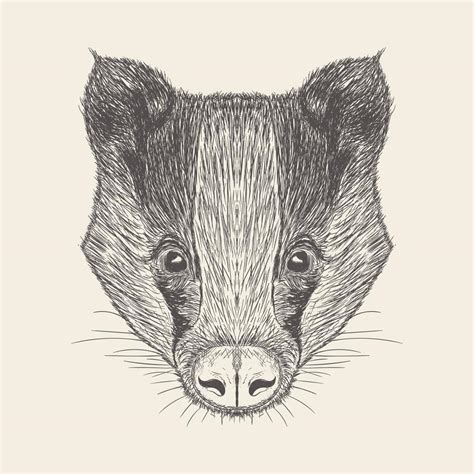 Trendy Badger Concept 13439652 Vector Art at Vecteezy