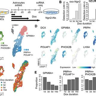 Neuronal Fate Specification Is Sensitive To Duration Of Ngn2 Induction