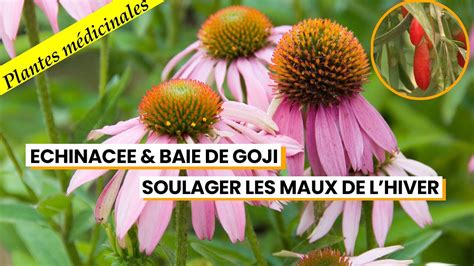 Deux plantes pour renforcer les défenses immunitaires YouTube