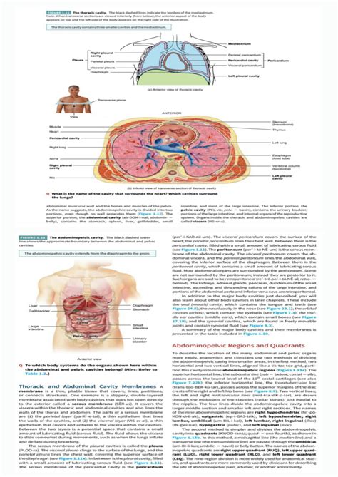 Abdominopelvic Cavity Quadrants