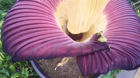 Amazing Amorphophallus Kew