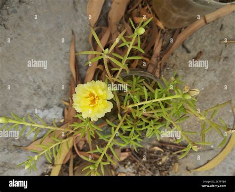 Portulaca Grandiflora Portulaca Moss Rose Planta Solar Rosa Solar