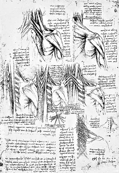 Affiche Anatomie Muscles Du Cou Et De L Paule L Onard De Vinci Art