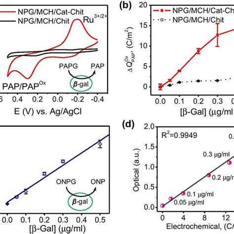 Cyclic Voltammograms Cvs In 01 M Phosphate Buffer Ph 70