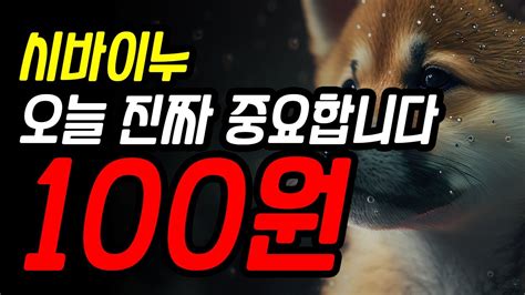 시바이누 오늘 진짜 중요합니다 100원 껑충 시바이누 시바이누코인 시바이누분석 코인 Shiba Youtube