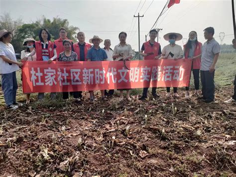 普宁街道 田间割油菜 志愿助农忙 中国国情 中国网