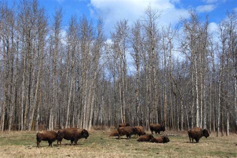 Bison herd stock image. Image of pine, view, point, life - 5098017